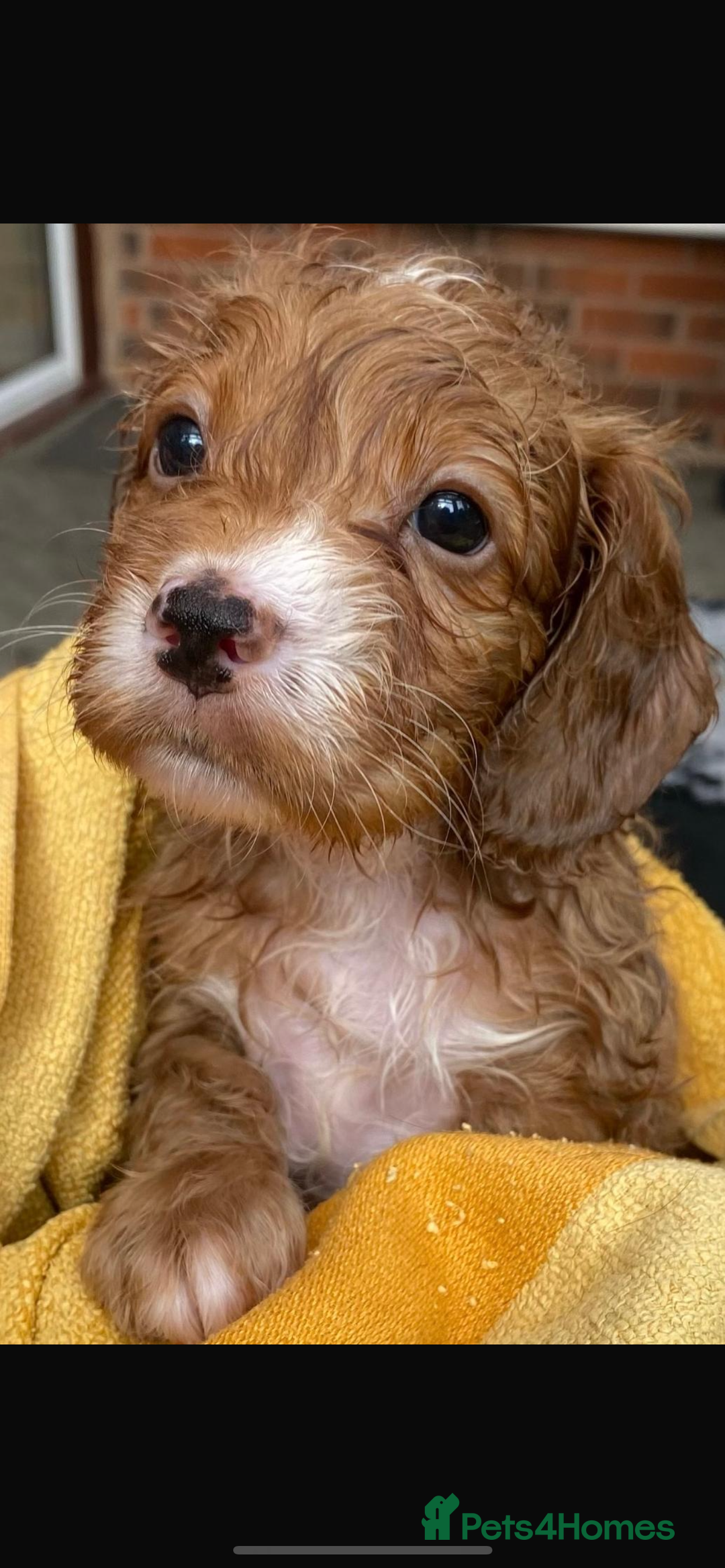 Poodle dogs for stud: GORGEOUS PHANTOM POODLE STUD  - Image 16