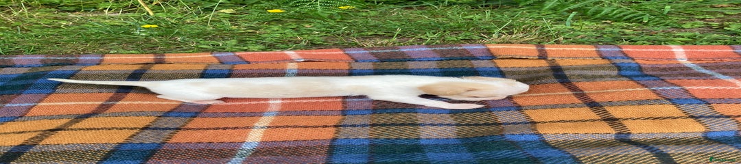 Beagle Puppy 1