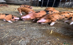 Pig livestock for sale: Oxford Sandy and Black Weaners piglets  - Advert 4