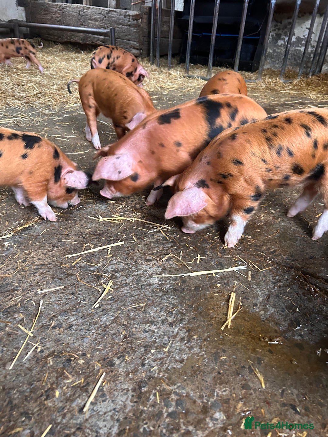 Pig livestock for sale: Oxford Sandy and Black Weaners piglets  - Advert 4