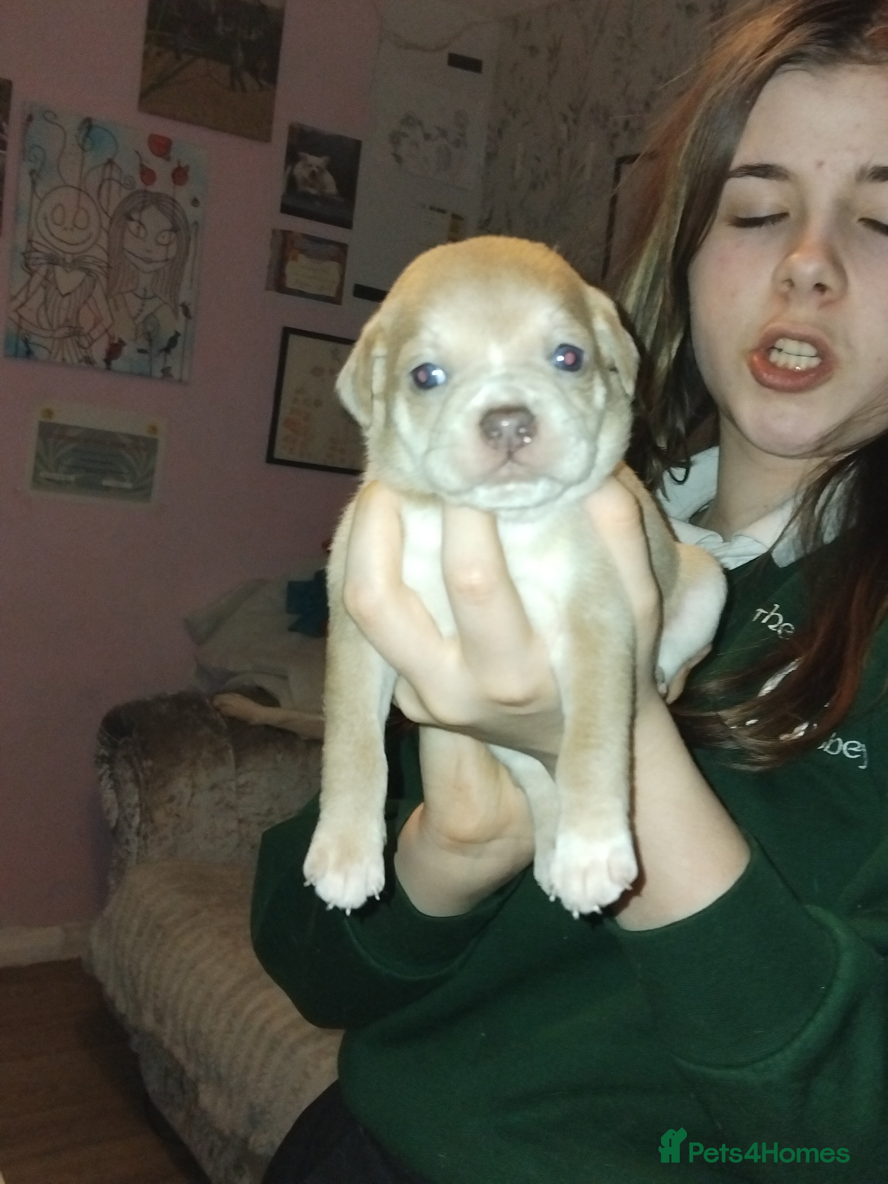 Mixed Breed dogs Pug cross american bulldog - Advert 7