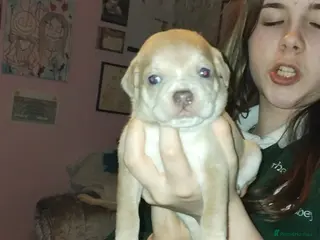 Mixed Breed dogs Pug cross american bulldog - Advert 12