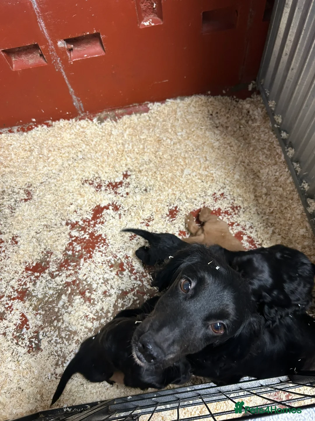 Cocker Spaniel dogs for sale: 4 Working Cocker Spaniel pups - excellent pedigree - Advert 6