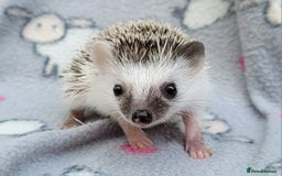 Pygmy Hedgehog rodents for sale: African Pygmy Hedgehog Hoglets  - Advert 3