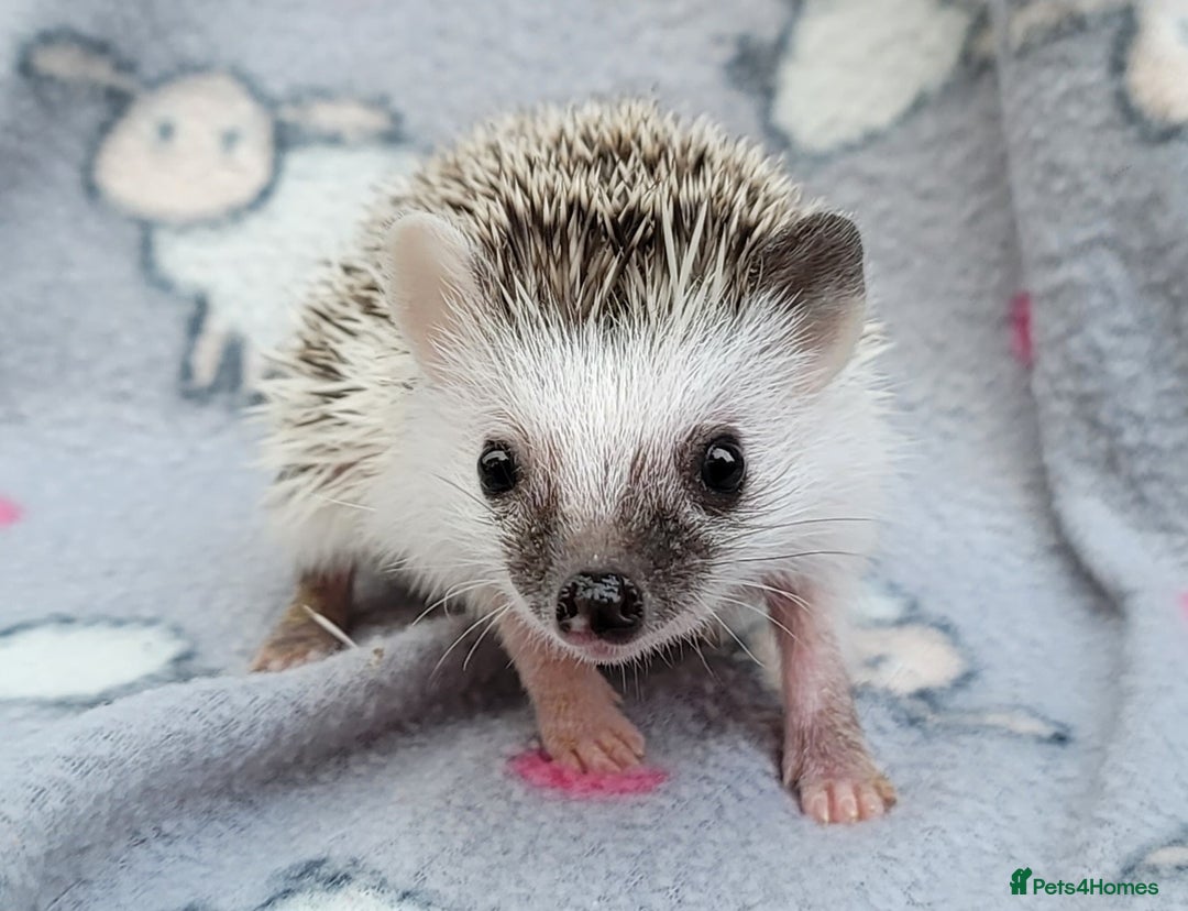 Pygmy Hedgehog rodents for sale: African Pygmy Hedgehog Hoglets  - Advert 3