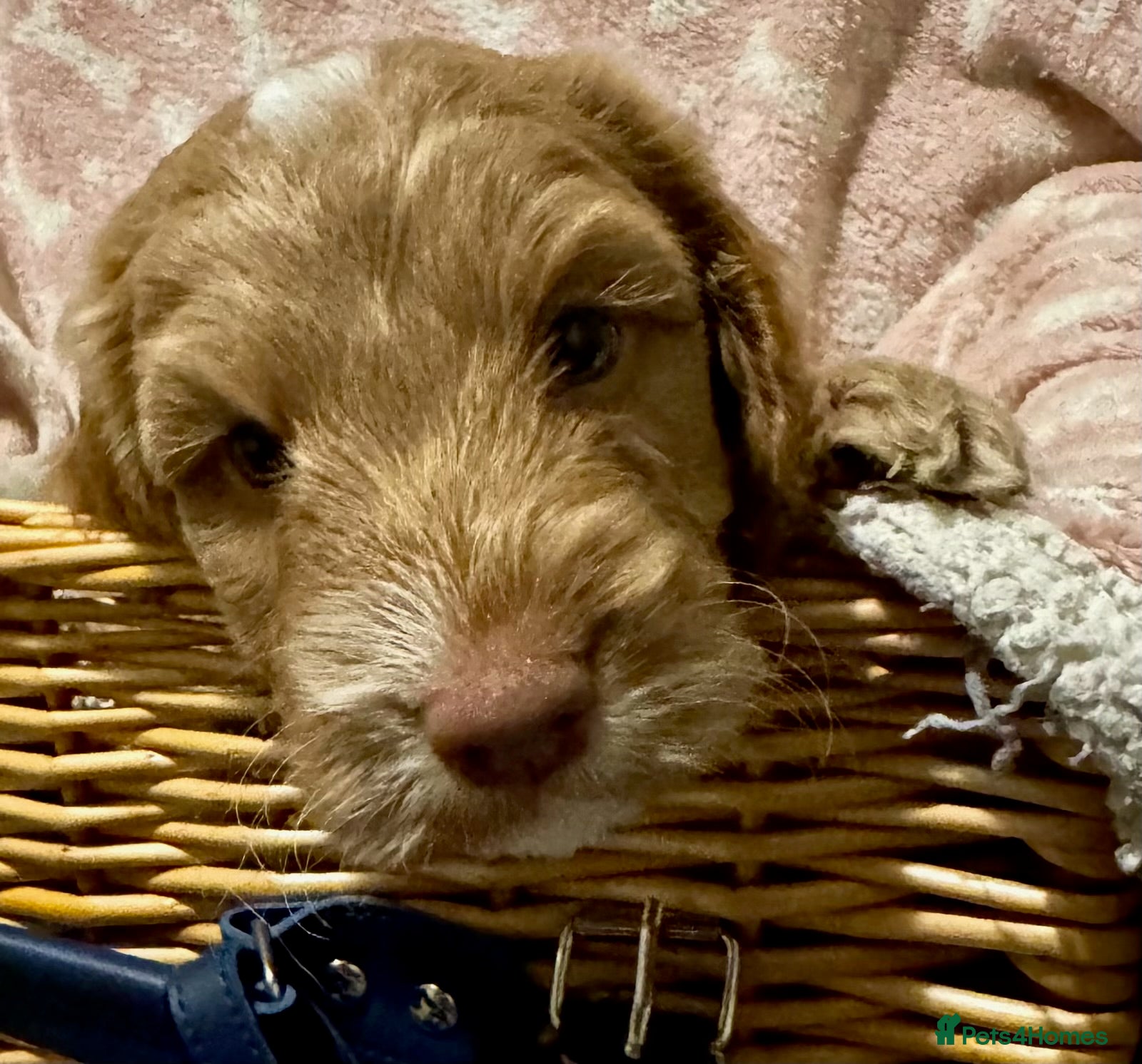 Cockapoo dogs for sale: F1 show type cockapoo puppies  - Advert 2