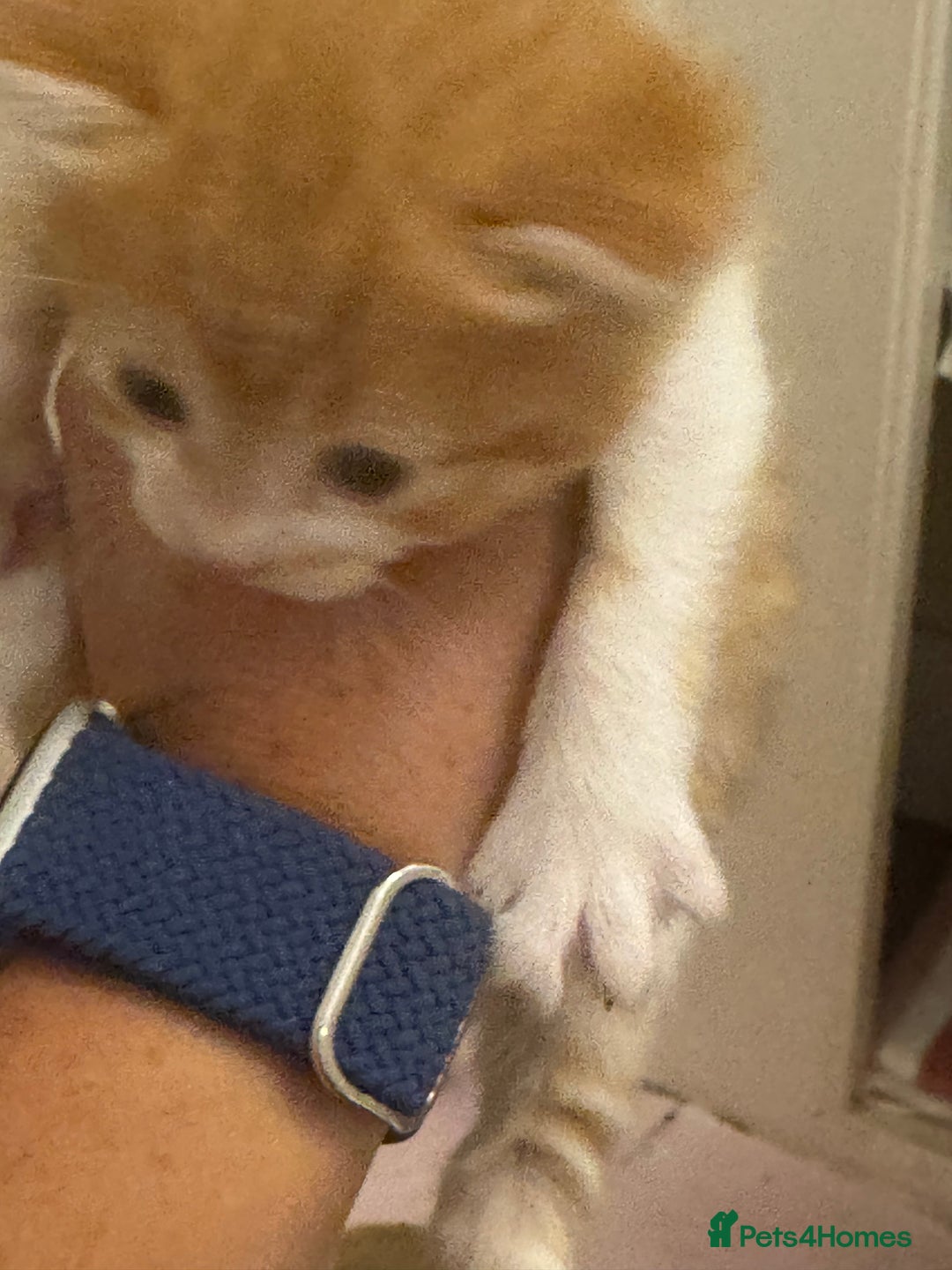 Domestic Shorthair cats for sale: Ginger & white kittens - Image 5