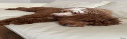 Australian Labradoodle dogs for sale:  AUSTRALIAN LABRADOODLE  – WAITING LIST NOW OPEN! - Advert 5