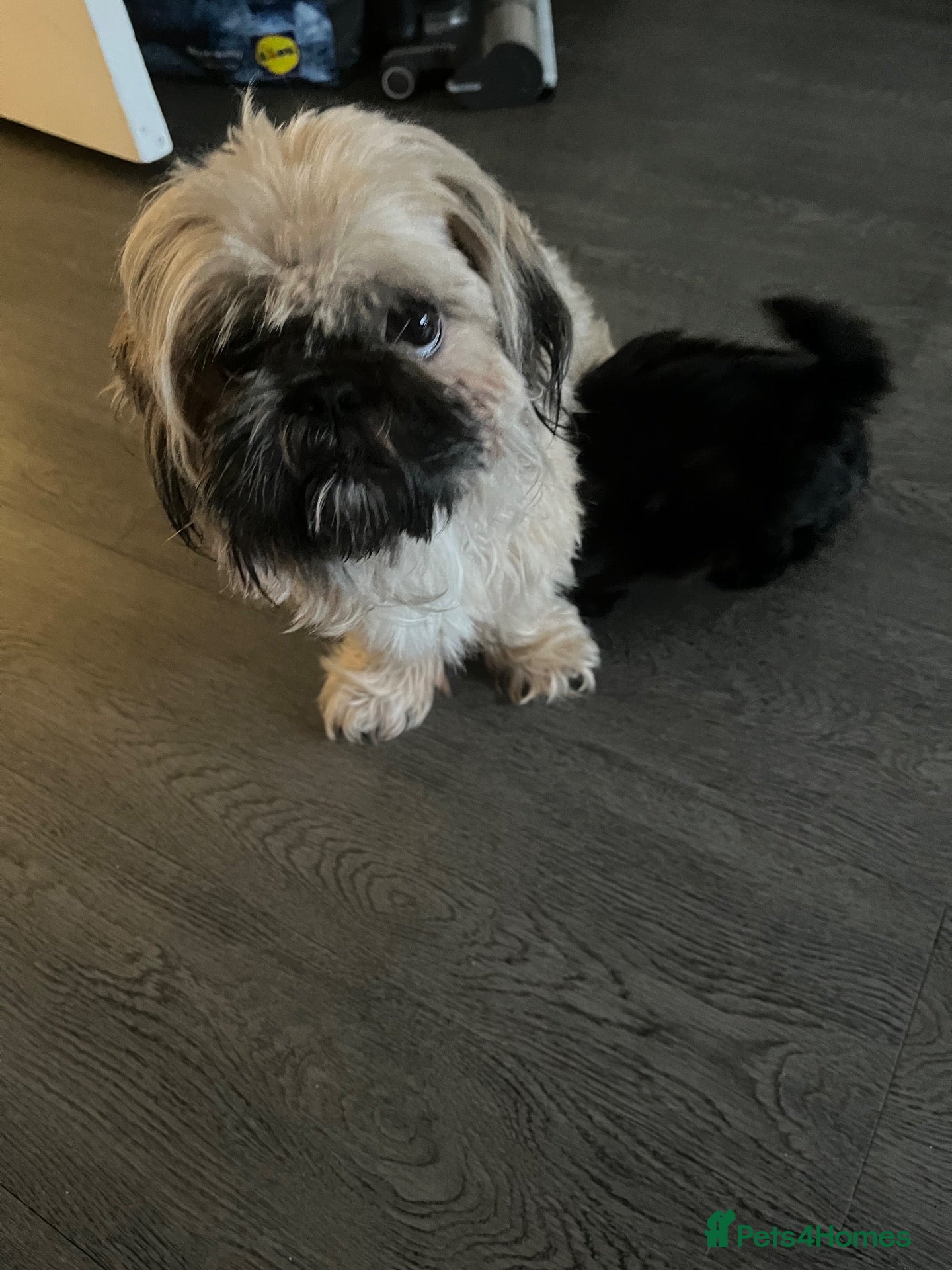 Shih Tzu dogs Black girl Shih Tzu pup - Advert 16