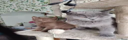 British Shorthair cats for sale: Beautiful chocolate kitten - Advert 6