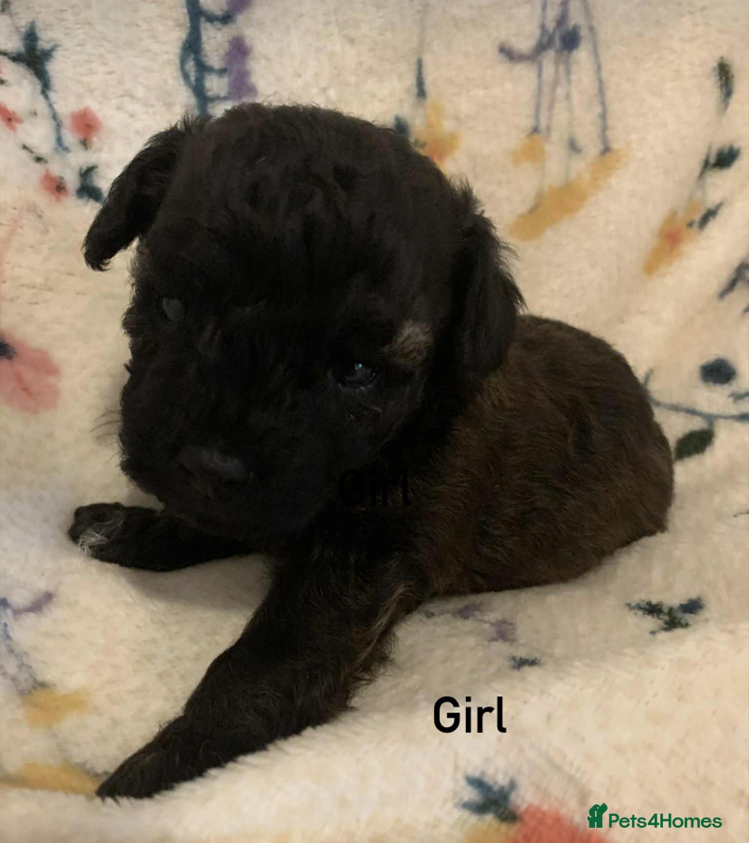 Poochon dogs for sale: F1 Poochon puppies  - Image 8