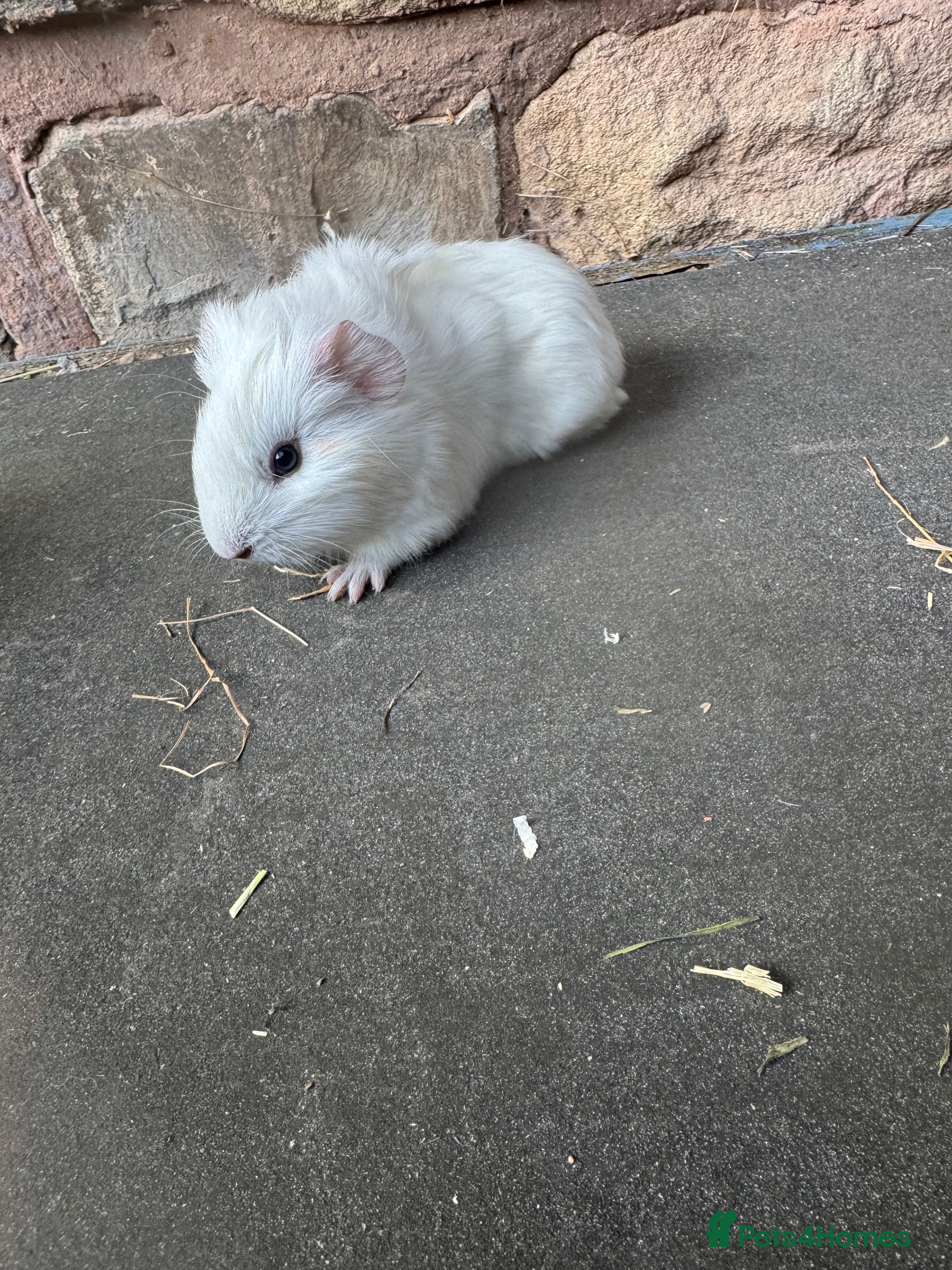 Guinea Pig rodents Beautiful Baby guinea pigs  - Advert 7