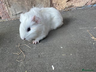 Guinea Pig rodents Beautiful Baby guinea pigs - Advert 4