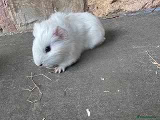 Guinea Pig rodents Beautiful Baby guinea pigs - Advert 12
