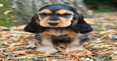 Cocker Spaniel dogs - Advert 11