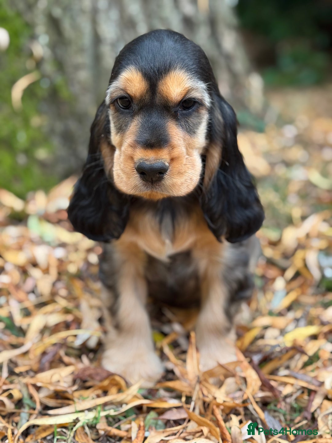 Cocker Spaniel dogs for sale: TRUE SHOW TYPE HEALTH TESTED SHOW TYPE  - Image 2