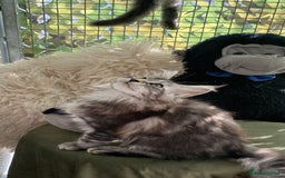 Maine Coon cats for sale: Pedigree registered Maine Coons - Image 22