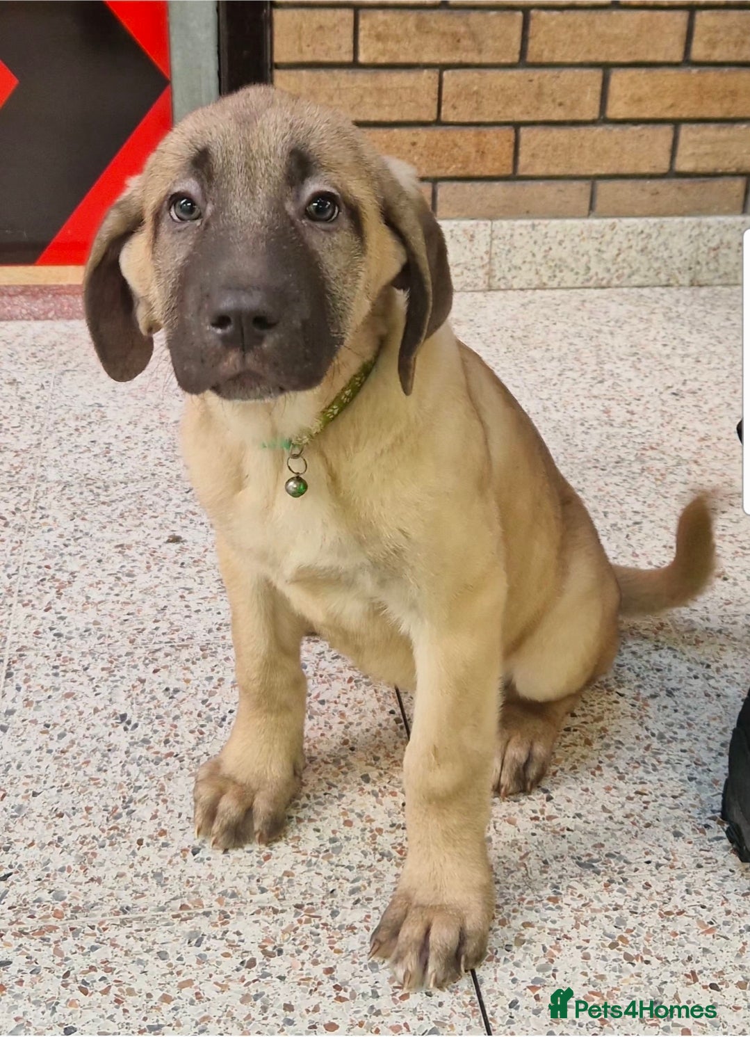 Mixed Breed dogs ready on the 8th puppies - Advert 1