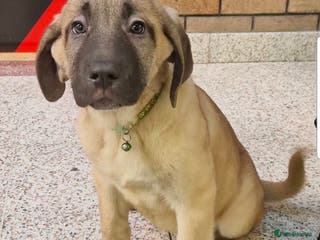 Mixed Breed dogs ready on the 9th puppies midday - Advert 2