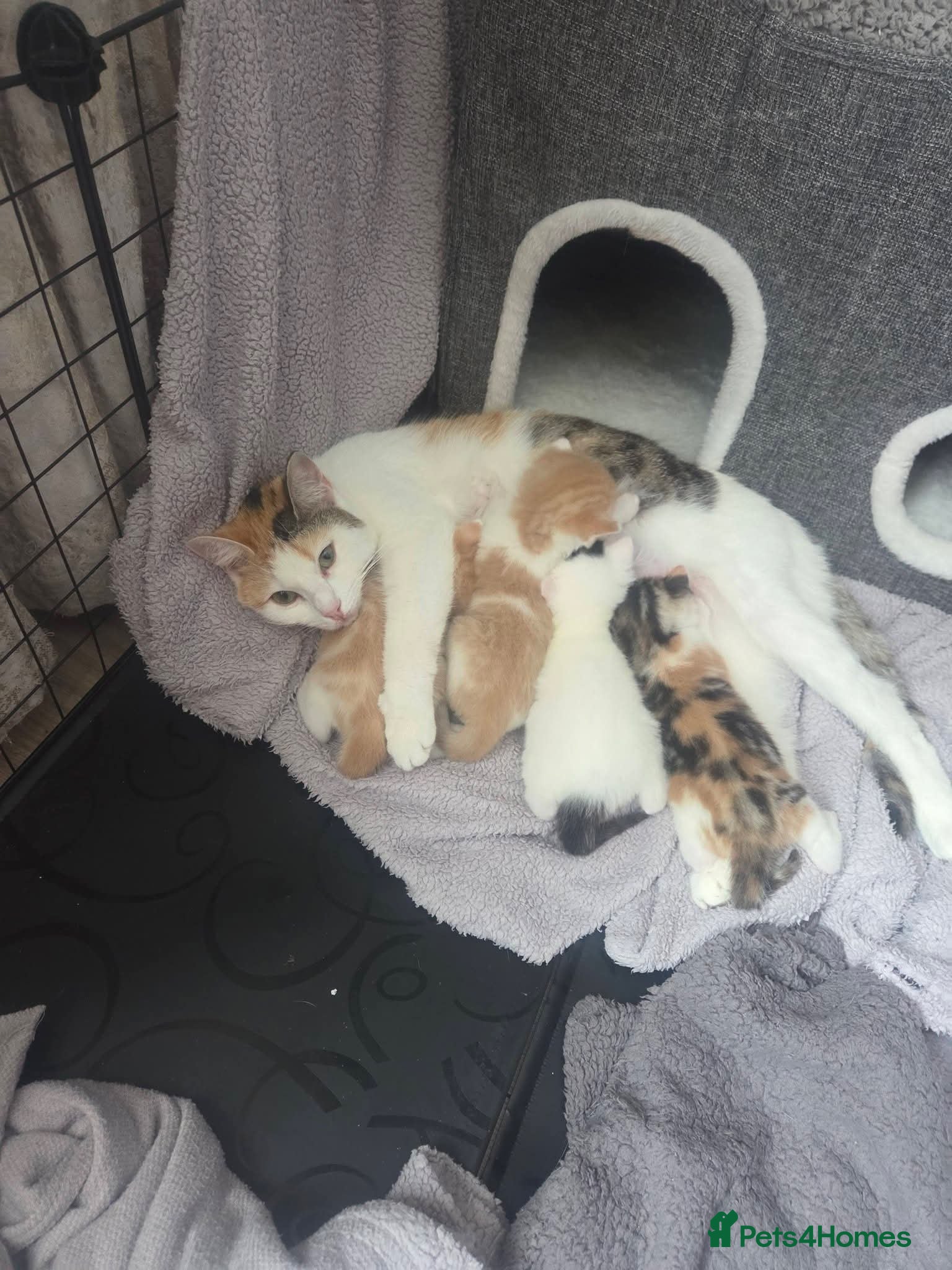 Mixed Breed cats Part Norwegian forrest - Advert 3