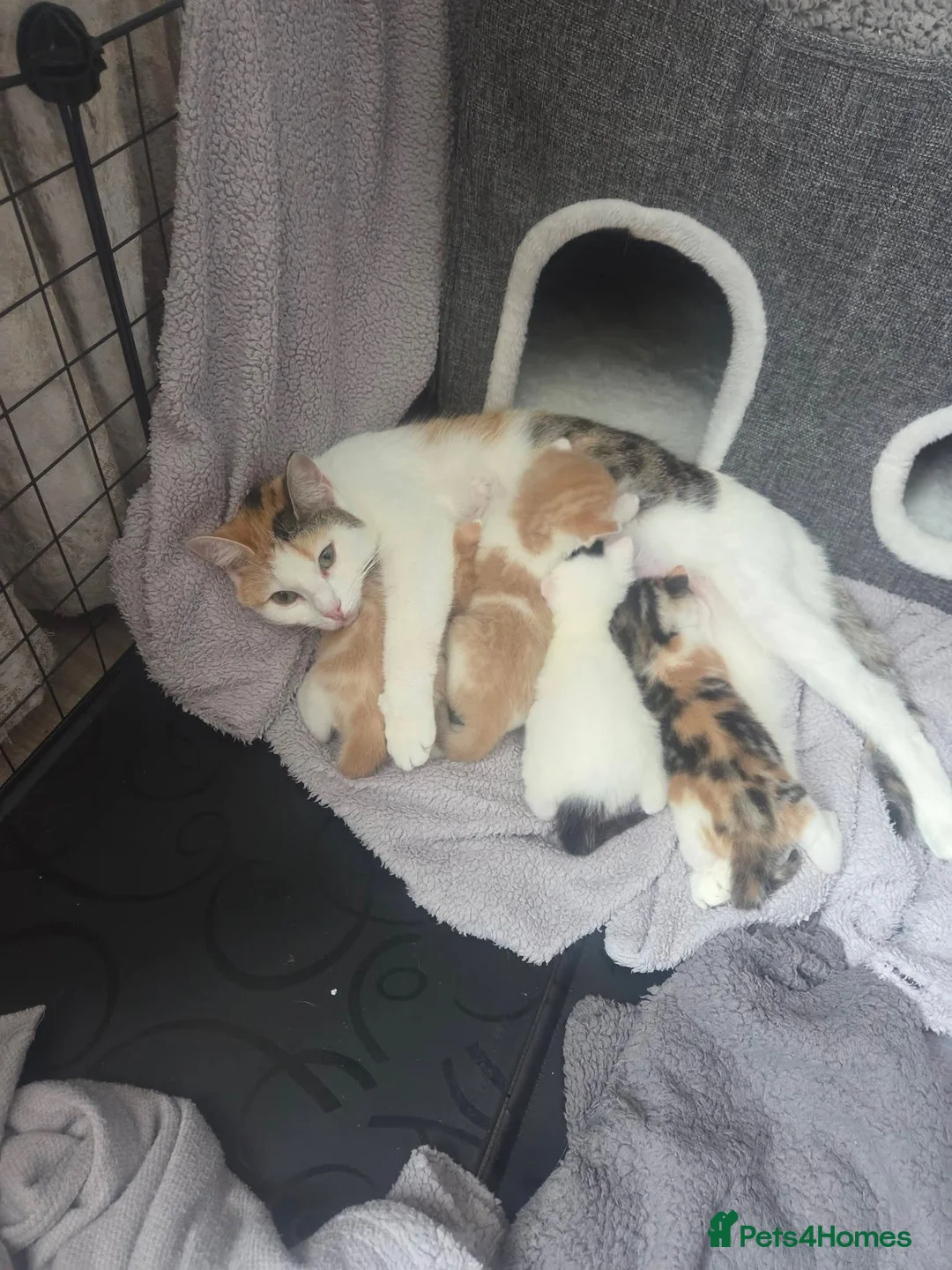 Mixed Breed cats for sale: Part Norwegian forrest in Warrington - Advert 1