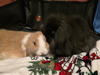 Mini Lop rabbits Beautiful mini x lion lop bunnies available now - Advert 20