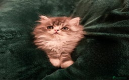 Persian cats for sale: Stuning Persian Girl - Image 7