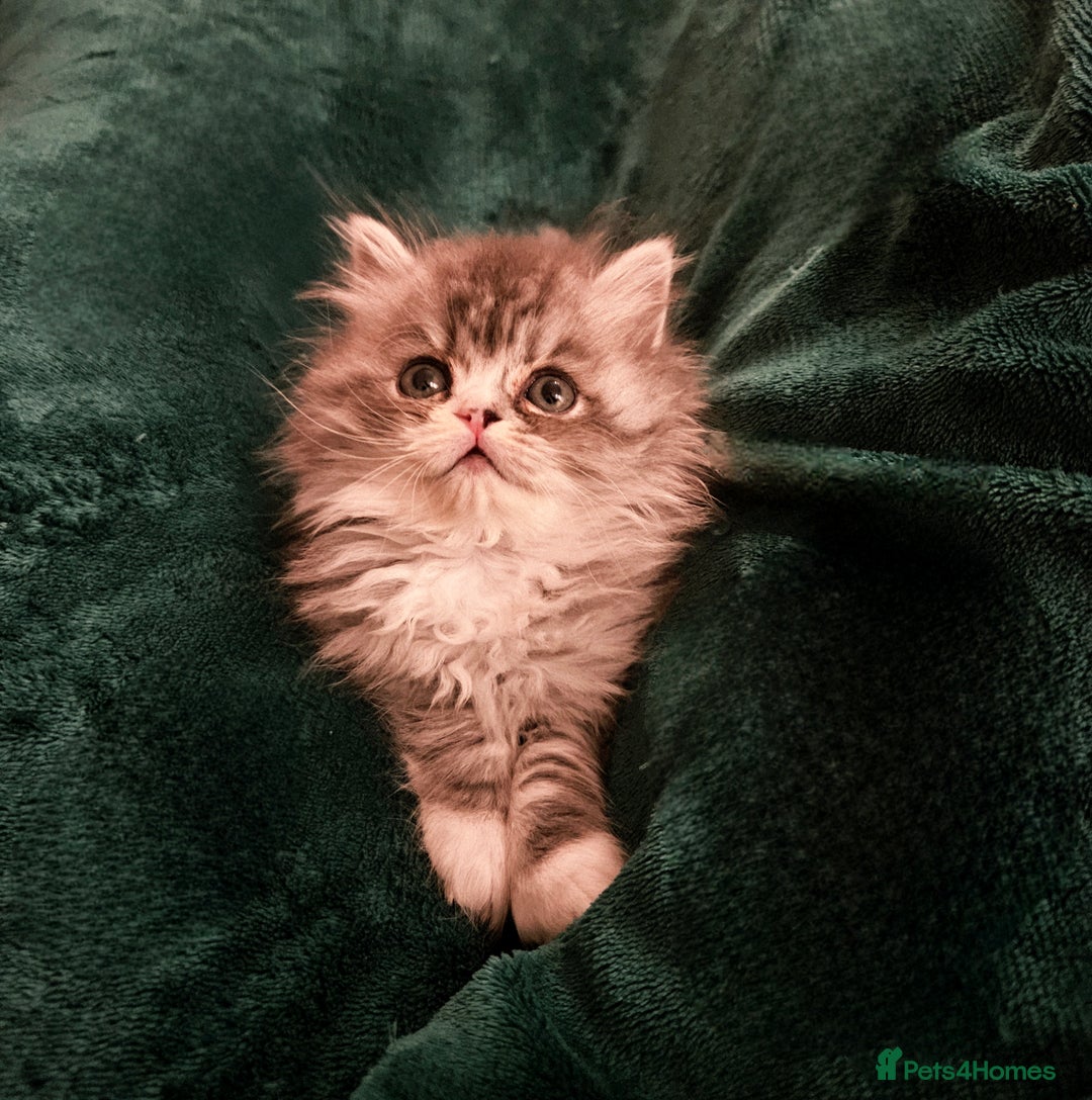 Persian cats for sale: Stuning Persian Girl - Image 7