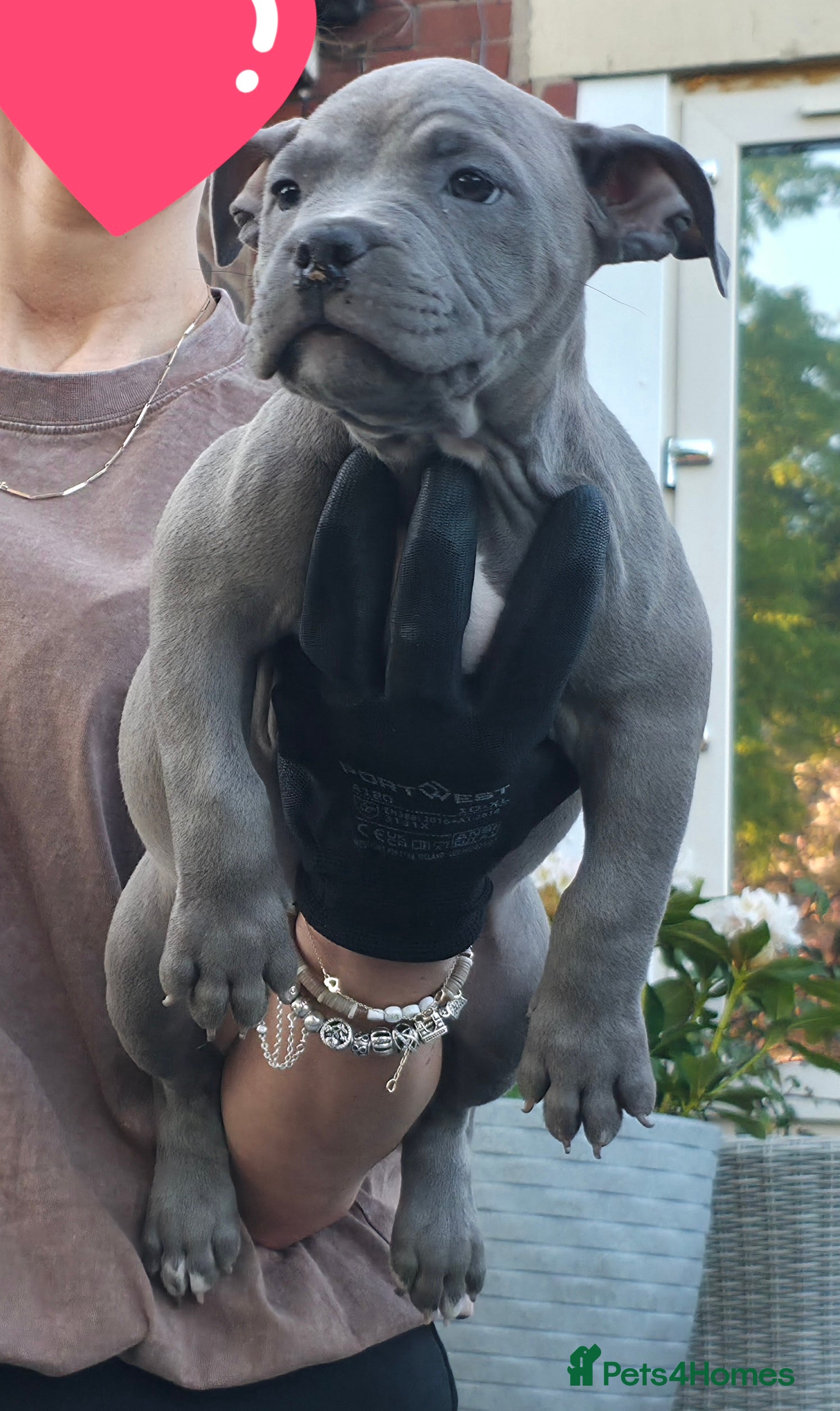 American Bully dogs Exclusive American Bully Pocket Premium Line - Advert 1