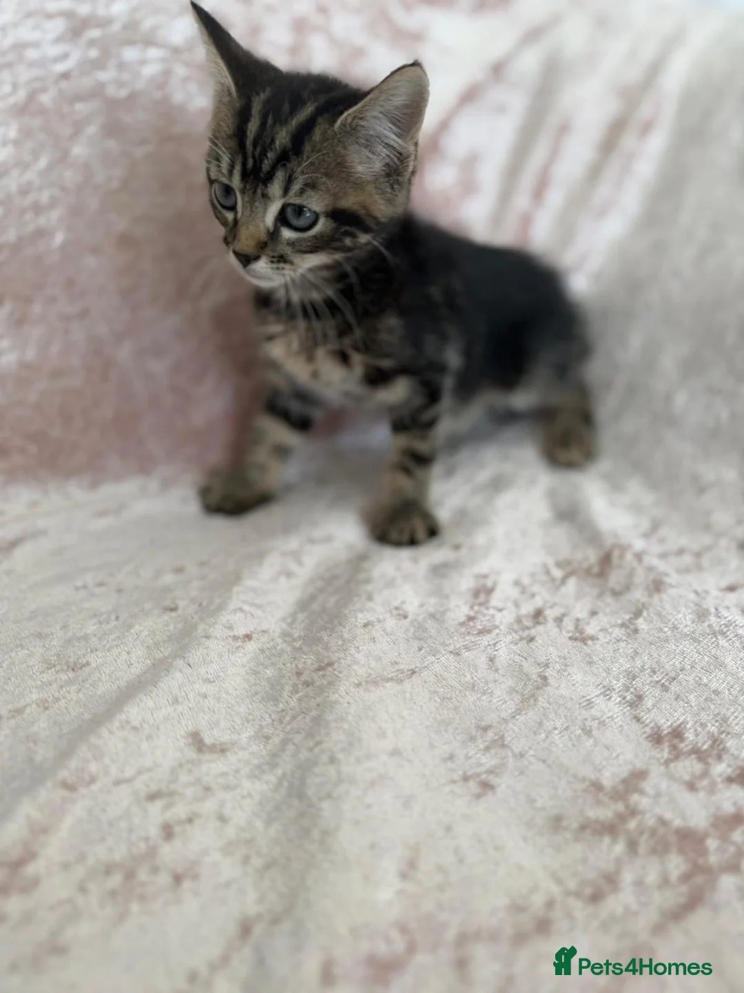Mixed Breed cats for sale: Beautiful Bengal mix kittens  - Advert 7
