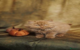 British Shorthair cats for sale: British Short and Long Hair  - Image 3