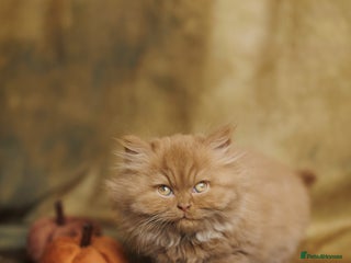 British Shorthair cats - Advert 15