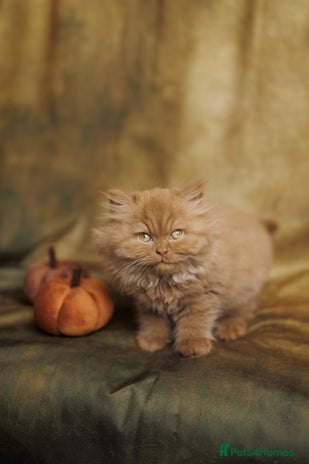 British Shorthair cats - Advert 4