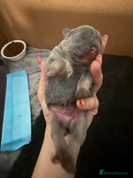 French Bulldog dogs French bull dog puppies looking for forever homes - Advert 3