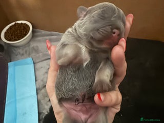 French Bulldog dogs French bull dog puppies looking for forever homes - Advert 2