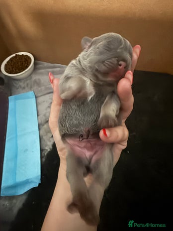 French Bulldog dogs French bull dog puppies looking for forever homes - Advert 3