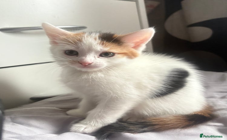 Mixed Breed cats - Advert 1
