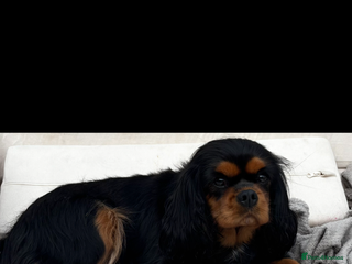 Cavalier King Charles Spaniel dogs Stunning cavalier king charles - Advert 1