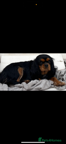Cavalier King Charles Spaniel dogs Stunning cavalier king charles - Advert 1
