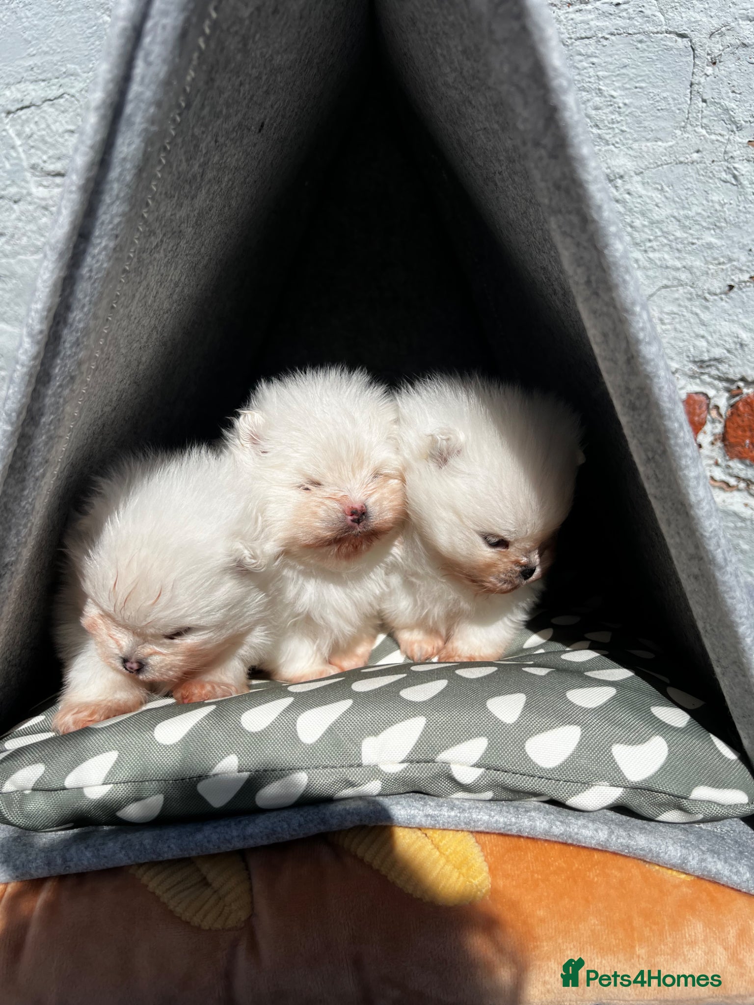 Pomeranian dogs     Luxury White Pomeranian Puppies  - Advert 1