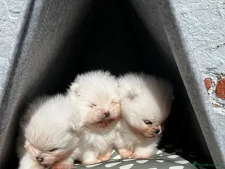 Pomeranian dogs Luxury White Pomeranian Puppies - Advert 1