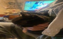 Mixed Breed cats for sale: Mixed breed kittens  - Advert 1