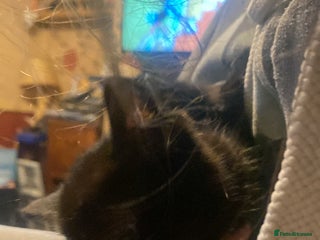 Mixed Breed cats Mixed breed kittens - Advert 2