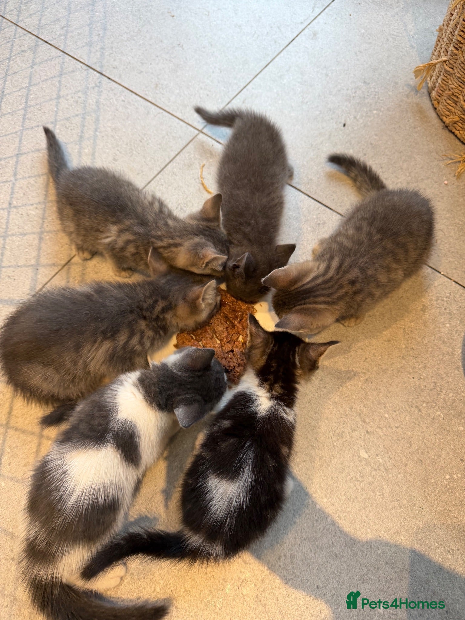 British Shorthair cats Only 4 left! Beautiful kittens ready next week - Advert 1