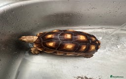 Tortoise reptiles for sale: Sulcata tortoise - Image 2