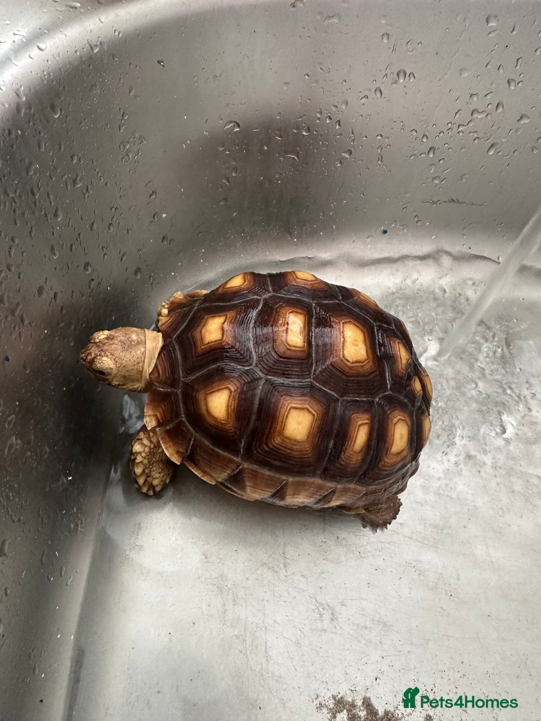 Tortoise reptiles for sale: Sulcata tortoise - Image 2