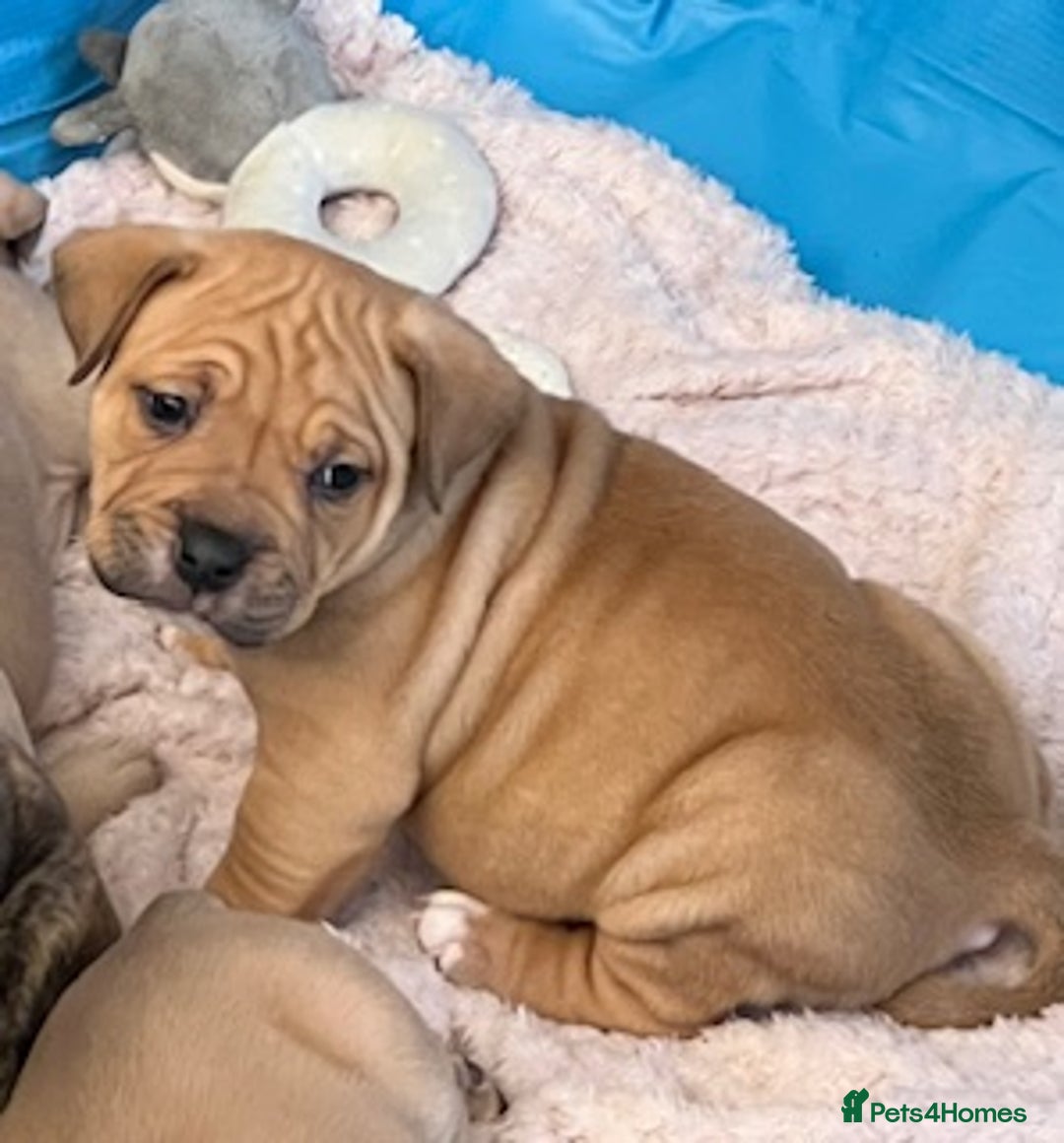 Mixed Breed dogs for sale: Pocket bully (mom) x staffy - Image 11