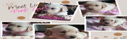Golden Retriever dogs for sale: Beautiful Home Raised Golden Retriever Puppies - Advert 16