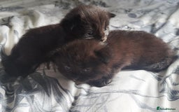 Mixed Breed cats for sale: Kittens DOB 1/8/25 - Image 8