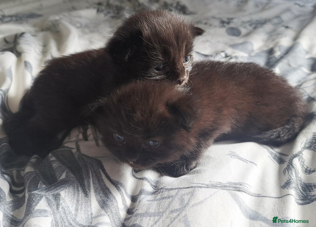 Mixed Breed cats for sale: Kittens DOB 1/8/25 - Image 8
